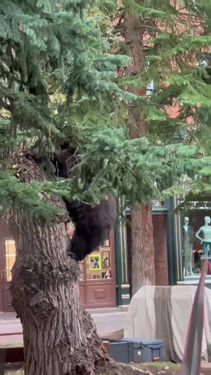 A black bear in a spruce tree above a pedestrian street in central Aspen