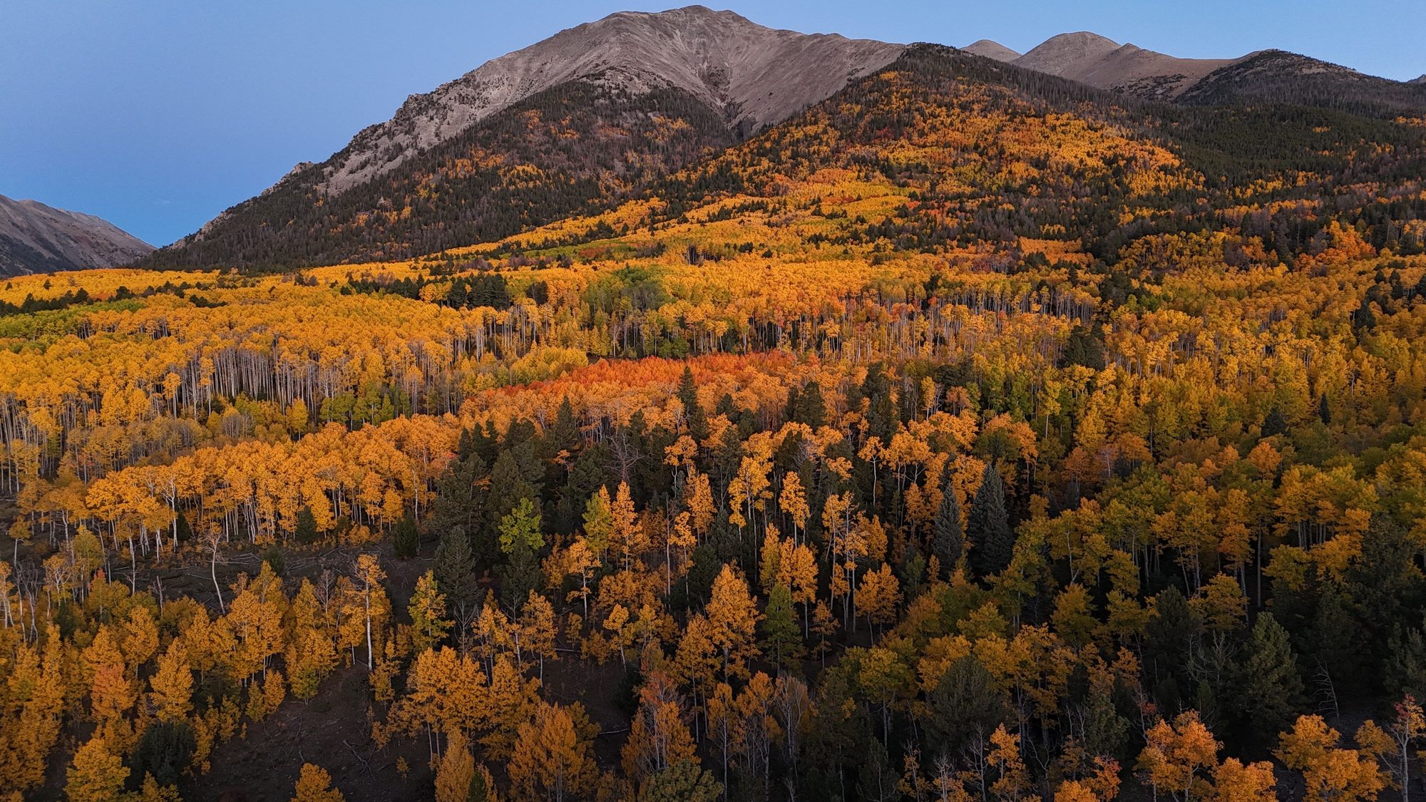 An aspen grove turning gold and orange beneath a high Colorado peak at first light