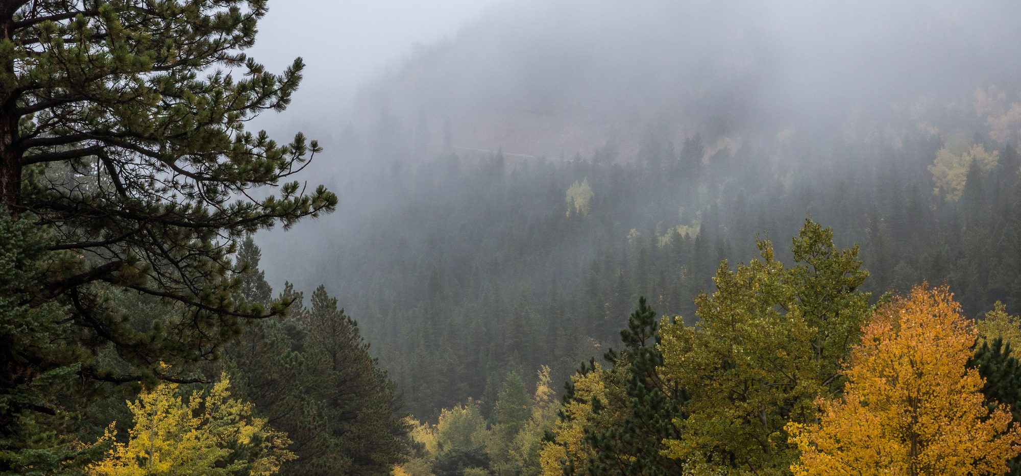 Mist over a hillside of pine and turning aspen on an autumn morning in the Colorado Rockies